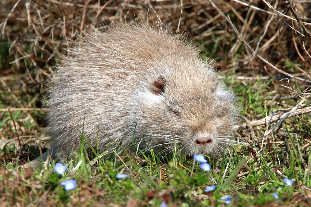 Nutria albina